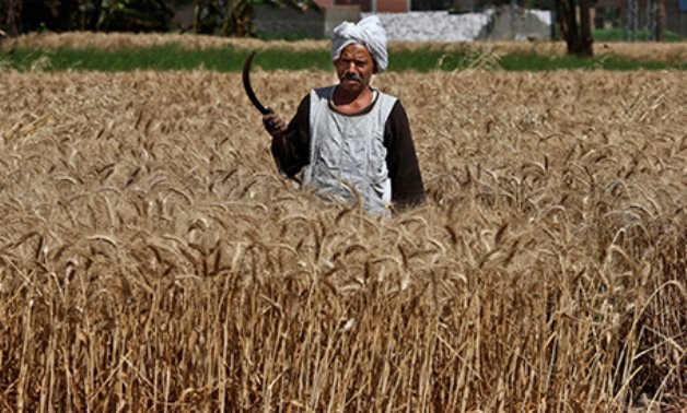 An Egyptian farmer, harvests wheat on his farm, in Qalubiyah, North Cairo, Egypt. AP