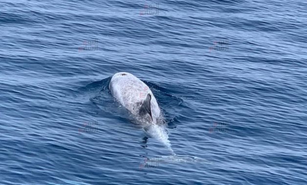 Rare Risso’s dolphin spotted on Hurghada beach  