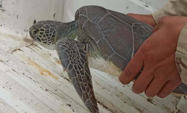 Rare sea turtle released from fishermen's nets, returned to Gulf of Suez