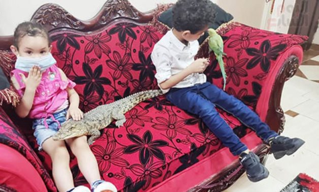 Ever thought of reptiles as pets? Egyptian man raises crocodiles, snakes with his children