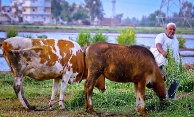 Egypt’s New Delta project provides job opportunities for 5M citizens