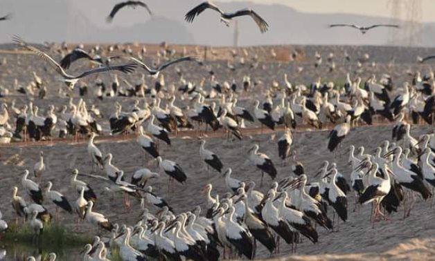 Egypt has recorded flocks of white storks in the natural reserves of South Sinai- press photo