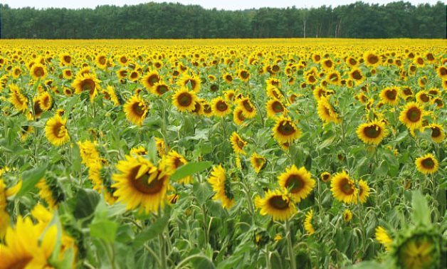 Land cultivated with sunflower – Wikimedia Commons
