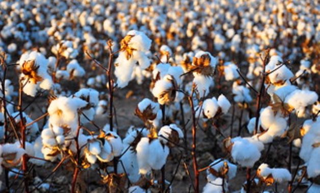Cotton Harvest- CC via Flickr/Kimberly Vardeman