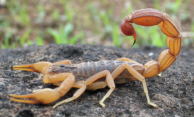 Scorpion – Wikimedia Commons 