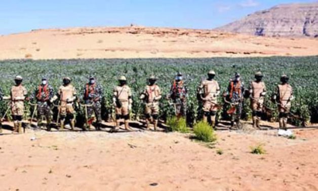 Enlarged security campaign kicks off in Sinai to eliminate narcotic crops 