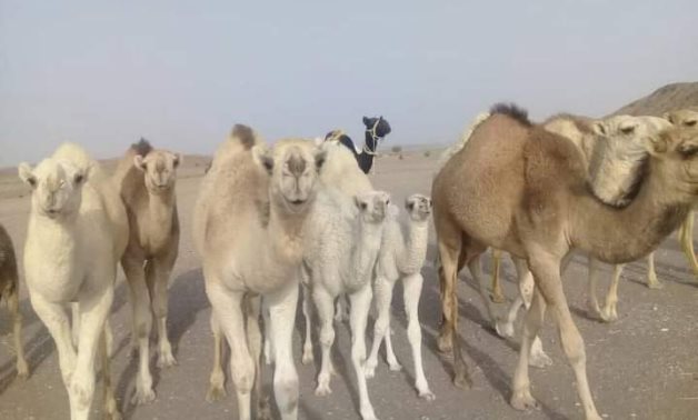 Camels on Dabuka journey 