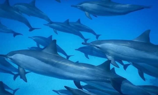 Spinner Dolphins 