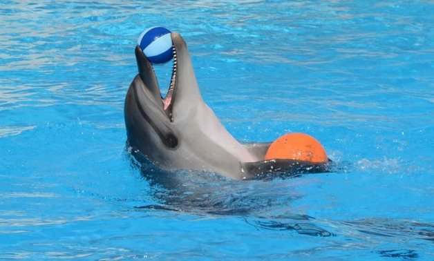 Dolphins show in Hurghada 