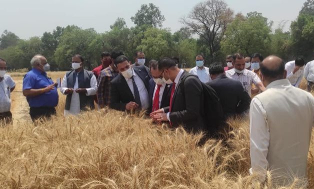 The Egyptian delegation of the Ministry of Agriculture visits a wheat field in India- Press photo