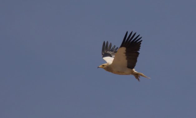 A bird during its migratory journey- press photo by the Egyptian Ministry of Environment