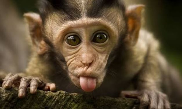 Monkey - photo via Premium time Nigeria