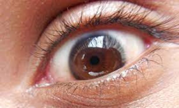 Human eye – Wikimedia Commons 