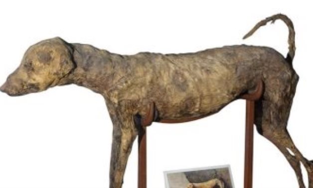 Mummified hunting dog rests in Egyptian Museum in Tahrir