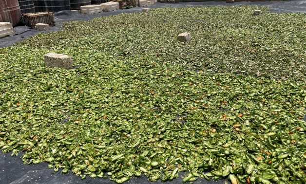Jalapeno hot pepper dried in Egypt's Luxor for first time 
