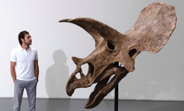 The dinosaur's skull on sale at Sotheby's - social media