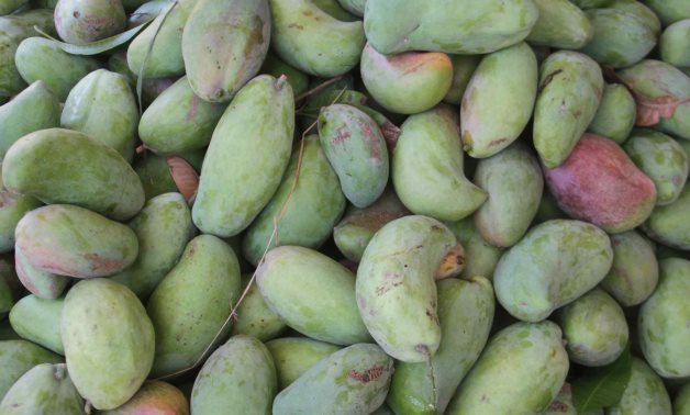 Mango crop - file 