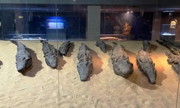 Mummified crocodiles displayed at Museum in Aswan 