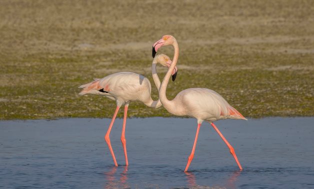 Flamingo birds - CC via wikimedia commons