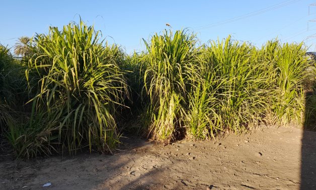 1st sugar cane field to use modern irrigation methods