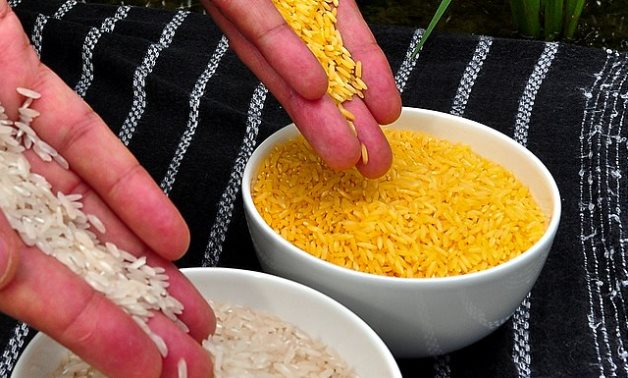 Golden Rice grain compared to white rice -CC via Flickr/IRRI Photos