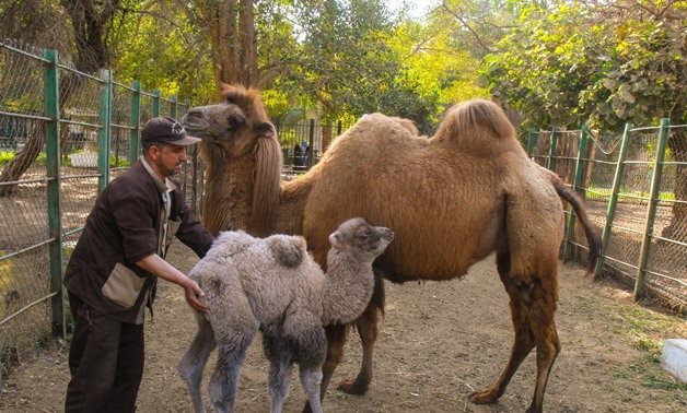 A photo for some camels in the Giza Zoo - Maher Eskandar
