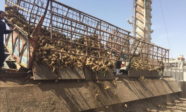 Abu Qurqas sugar factory in Minya starts receiving sugar beet crops from farmers - Ministry of Supply