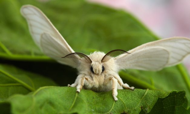 Silkworm moth - Flickr