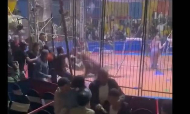 A still image from a video showing a circus performer outside the cage struggling to free his arm while the tiger clamped down fiercely - Social media