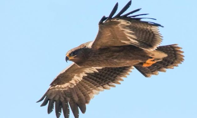 A steppe eagle - CC via Flickr/ Birds of Gilgit-Baltistan