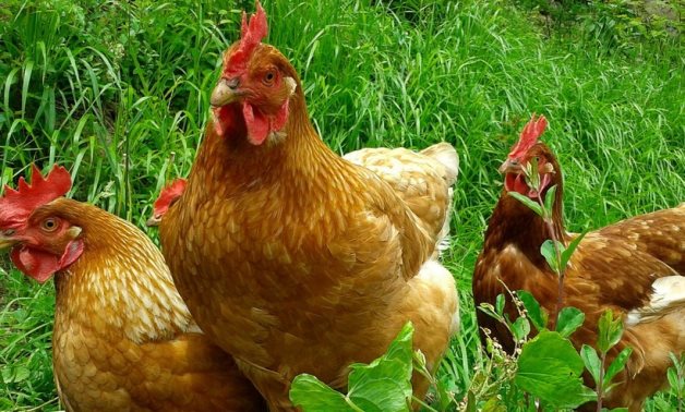 Hens- CC via itoldya420