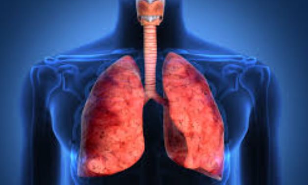 Lungs - CC 