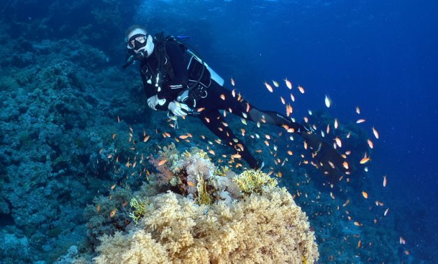 A diver enjoys the Shark Reef of Ras Mohammed Park, Sharm El-Sheikh. Matt Kieffer