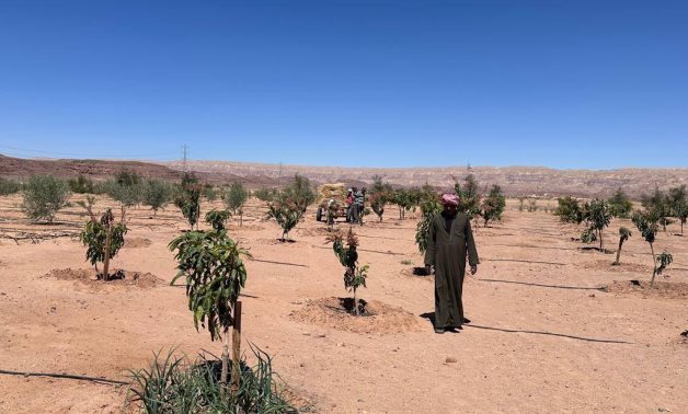  Olive saplings in Sinai- Press photo 