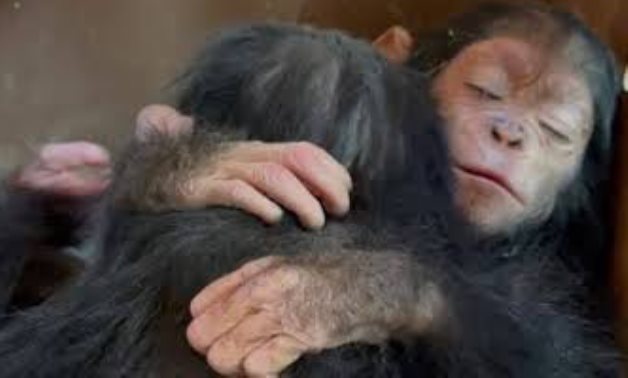 Chimps seized at Cairo Airport