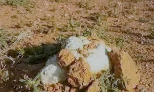 Mature Terfas fungus cracks the soil in Matrouh