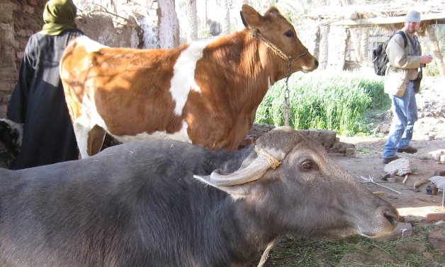 Water buffalo (and cow)- CC via Flicker/a rancid amoeba