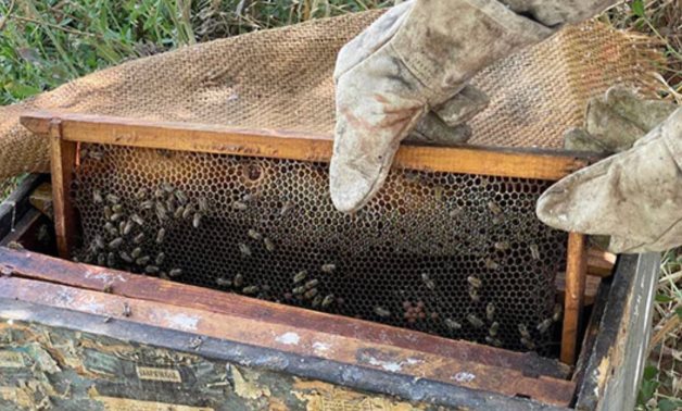 Honey Harvest  - file 