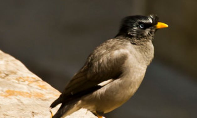 Indian Myna birds- cc via-Flickr/Antony Grossy 