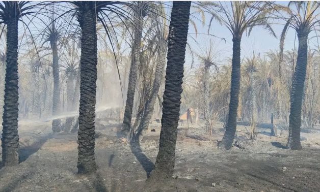 Fire erupts frequently in palm trees - file 