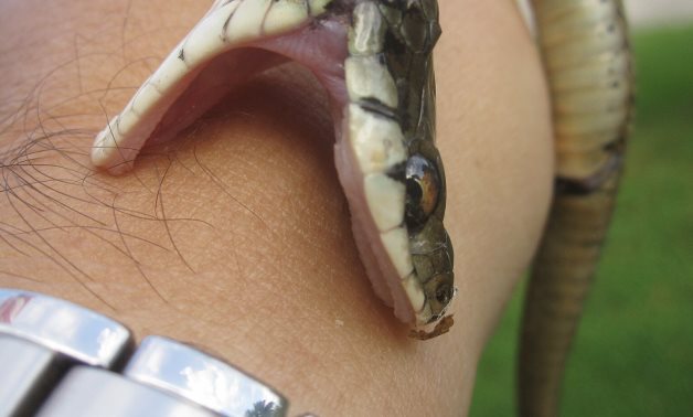 Snake bite- CC via Wikipedia/Giving It His Best