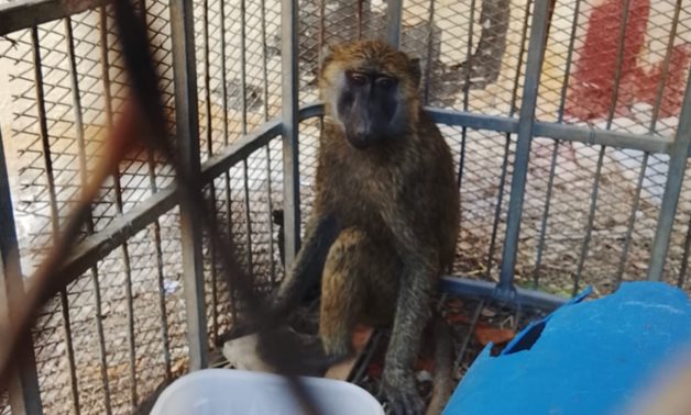 A monkey spotted roaming the rooftops of a building in Alexandria on Thursday was safely captured