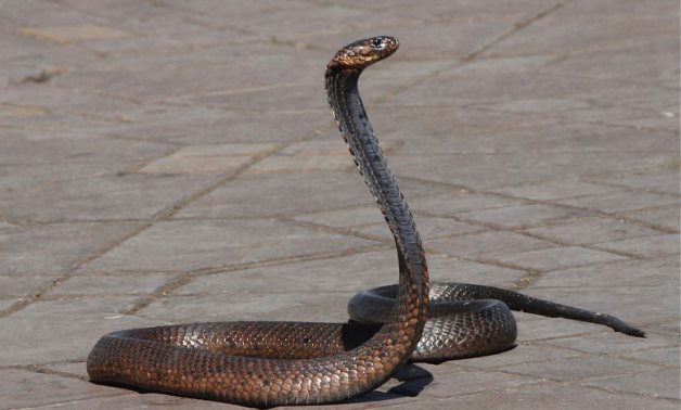Cobra Snake - CC via wikimediacommons
