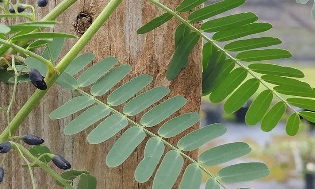 Sesbania sesban (Egyptian Pea) climbing on a wooden post with green foliage and dark buds.- CC via Top Tropicals