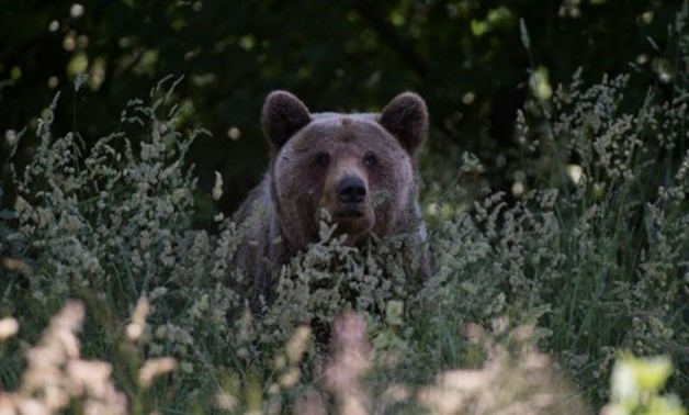 © AFP/File | Romania is home to around 6,000 brown bears, 60 percent of the European population
