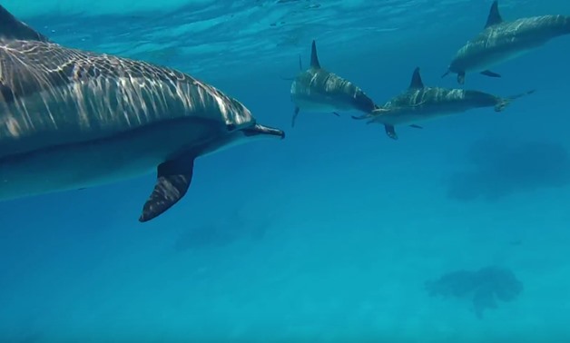  Spinner dolphins in Marsa Alam - Still image from Youtube