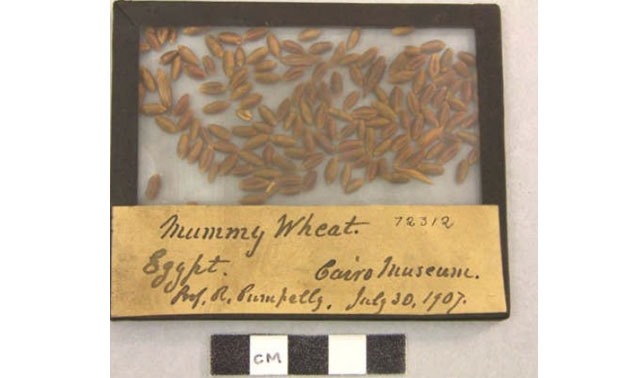 Sample from Mummy Wheat- Courtesy from the research by Gabriel Moshenska