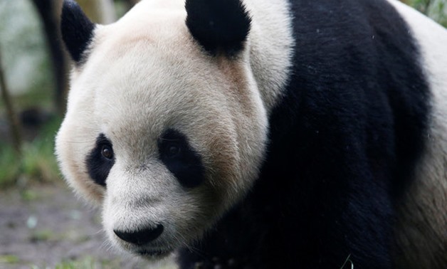 Tian Tian, a giant panda walks in the outdoor enclosure at Edinburgh Zoo ,Scotland - REUTERS
