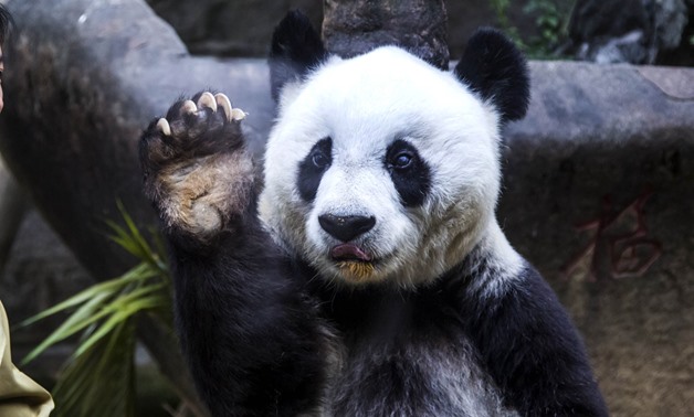 Basi the giant panda gestures during ceremonies to mark her 35th birthday in November 2015 - File photo

