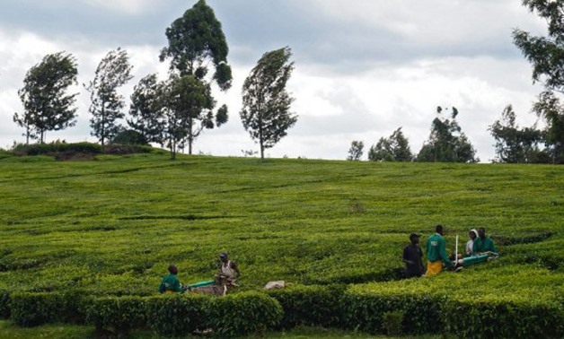 One of the ways colonists became rich was the famous tea plantations of Kenya. Courtesy: madnomad.gr